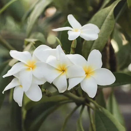 호텔 보헤미아 스위트&스파 - 성인 전용